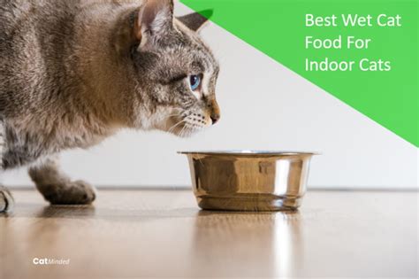 Best Wet Cat Food For Indoor Cats 2023