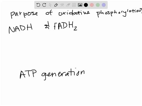 Solvedwhat Is The Main Function Of Oxidative Phosphorylation The Electron Transport Chain