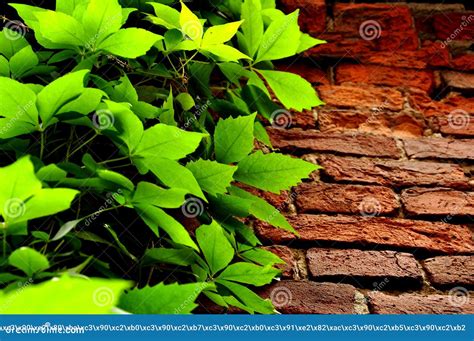 Una Planta Verde Que Crece En Una Pared De Ladrillo Imagen De Archivo