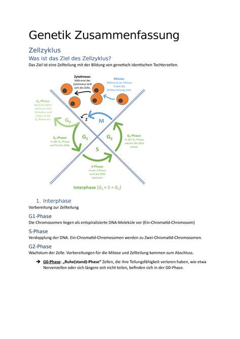 Genetik Zusammenfassung Genetik Zusammenfassung Zellzyklus Was Ist