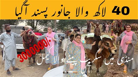 Qurbani Ka Janwar Dekhny Gaye😍 40 Lac Ki Cow Pasand Agai Shahpur