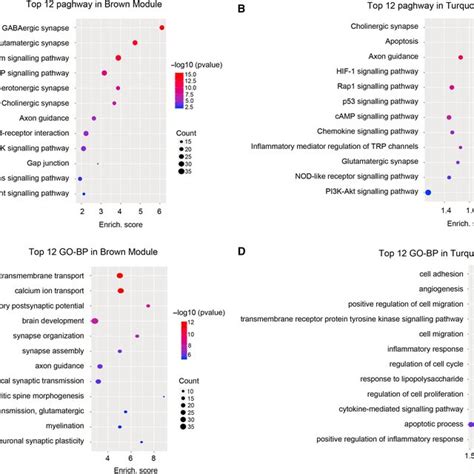 Gene Ontology Go Enrichment And Kegg Pathway Analysis Of Dysregulated Download Scientific