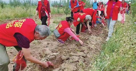 “走进乡村看特优农业”系列报道之四 尖草坪区宇文村：红薯种植铺就甜蜜路红薯尖草坪区村里新浪新闻