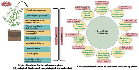 Frontiers Low Temperature Stress Tolerance An Insight Into The Omics