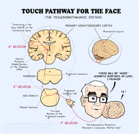 Sensory System