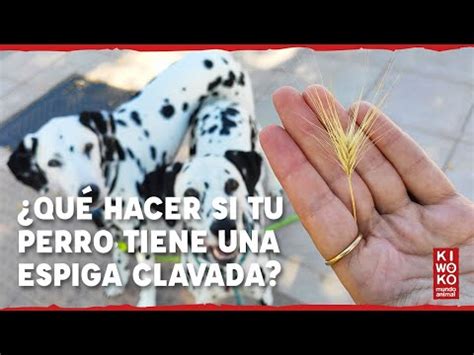 Espigas En Perros C Mo Detectarlas Riesgos Y Extracci N Veterinaria