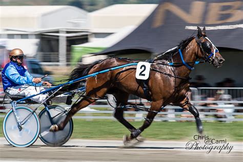 New Zealand Harness Racing – Chris and Cami Photography