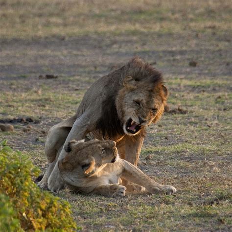 Mating Lions Panthera Leo Kajiado County Amboseli Park Kenya A