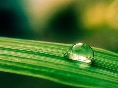 Raindrop Rainwater Free Photo On Pixabay Pixabay