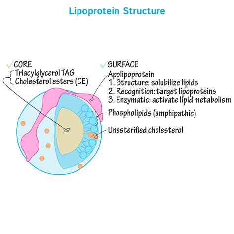 Biochemistry Glossary: Lipoproteins | ditki medical & biological sciences