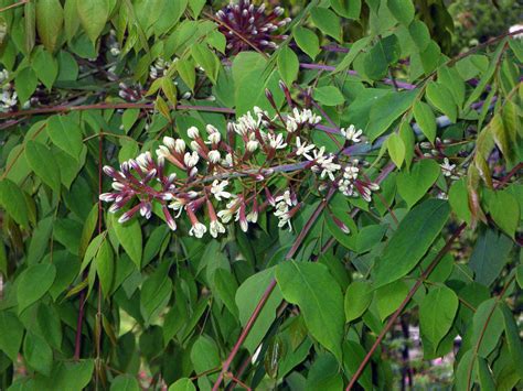 Kentucky Coffee Tree Gymnocladus Dioicus Seeds Fast Fall Color Hardy