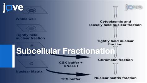 Subcellular Fractionation Of Adherent Non Adherent Mammalian Cells L