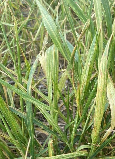 Wheat Disease Update September Oklahoma State University