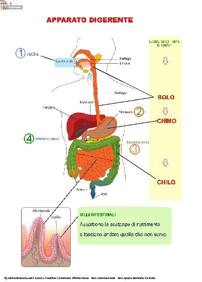 Lapparato Digerente Schede Didattiche Per La Scuola Primaria Artofit