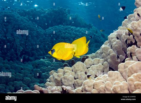 Golden Butterflyfish Chaetodon Semilarvatus Swimming Over Coral Reef