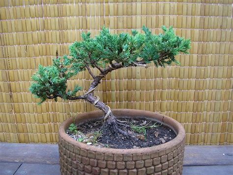 Juniperus Chinensis Bonsai Cuidados Cheapest Price | www ...