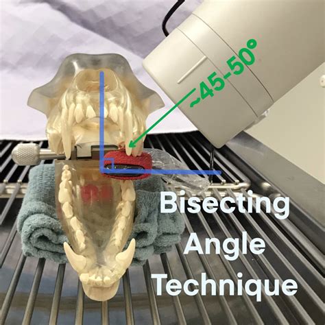 Dental Radiography Taking The X Rays Osu Cvm Veterinary Clinical