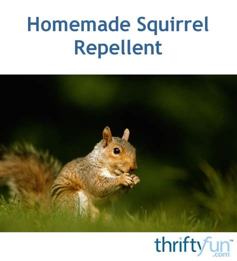 Homemade Squirrel Repellent Thriftyfun