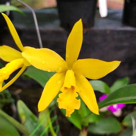 Ade S Orchid Cattleya Aurantiaca Tangerine