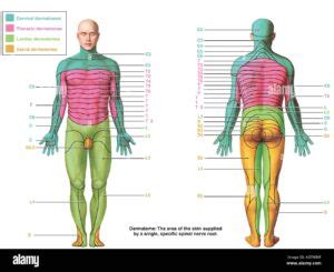 Dermatomes Fotos Und Bildmaterial In Hoher Aufl Sung Alamy Dermatomes
