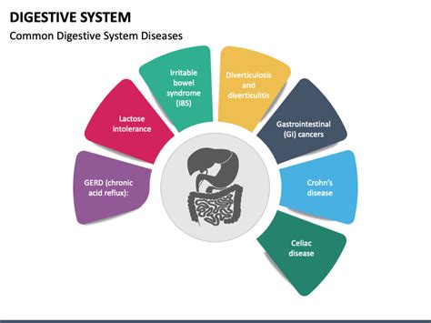 Digestive System Powerpoint And Google Slides Template Ppt Slides