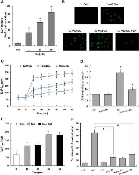 Glutamate Induced Neurotoxicity Involves Calcium Dependent ROS