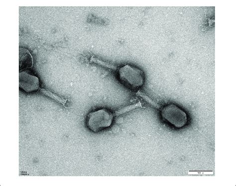 Morphology Of Phage Vb Eaem Eap Transmission Electron Micrograph