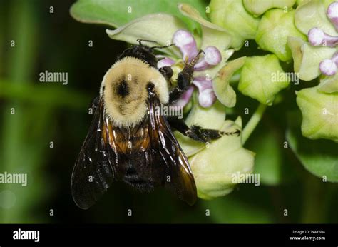 Brown Belted Bumble Bee Bombus Griseocollis On Green Milkweed