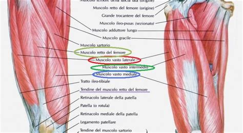 Anatomia Muscoli Della Coscia Prima Parte Santucci Running