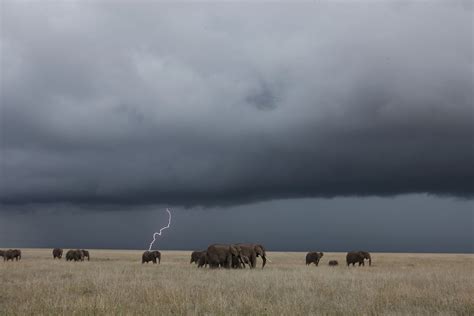 100 years of elephants: See how Nat Geo has photographed these iconic ...