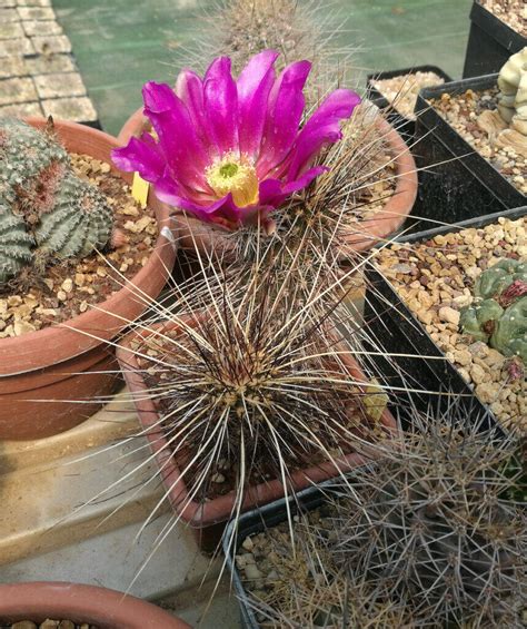 Echinocereus Apachensis Il Fiore Tra Le Spine