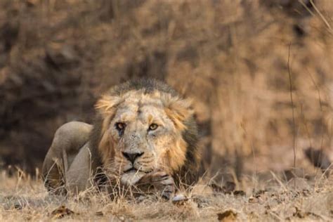 How Long Do Lions Live African Lion Lifespan Explained