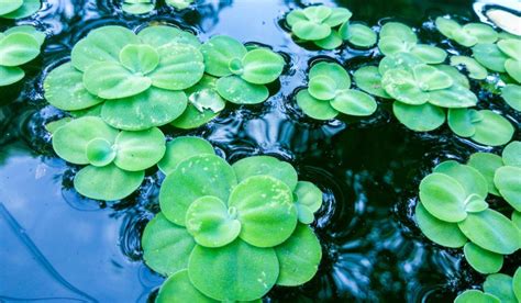 Water Lettuce Facts Benefits Grow And Care Tips In 2023