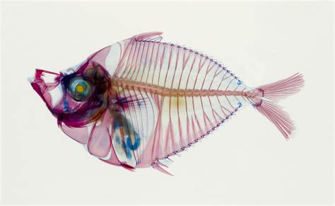 Fish gave us legs—and four other finny facts | Popular Science