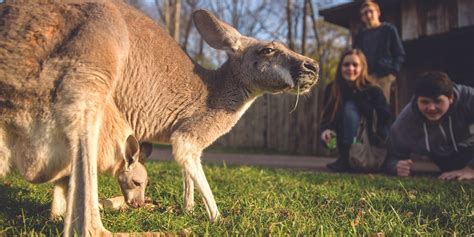 9 animals you have to visit at the Nashville Zoo - It's a Southern Thing