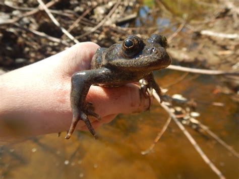 Threatened California Red Legged Frogs Are Recovering From Woolsey Fire Topanga New Times