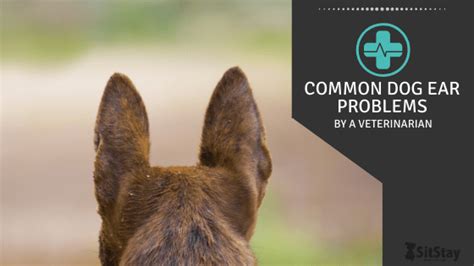 Common Dog Ear Problems What You Need To Know By A Veterinarian Sitstay