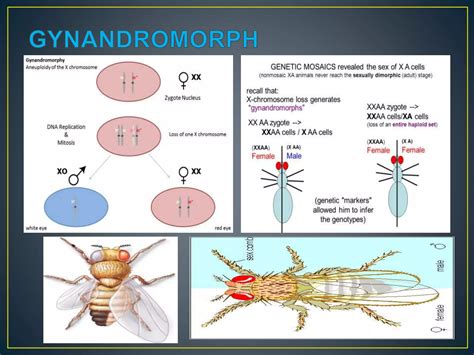 Dosage Compensation ∧ Sex Determination In Drosophila Ppt