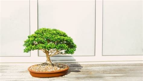 Bonsai Ficus Come Prendersene Cura La Stampa