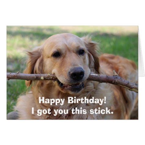 Happy Birthday Meme Golden Retriever Funny Memes Images And Photos