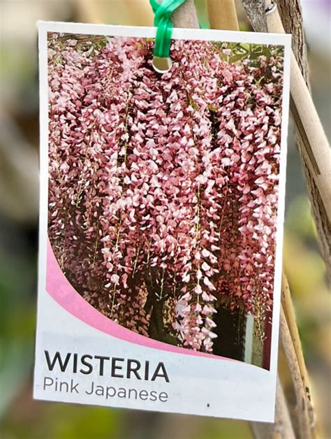 WISTERIA Floribunda Rosea Pink Japanese Echuca Moama Plant Farm