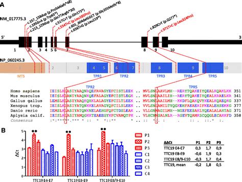 Mutations In Ttc And Expression Of Ttc A Novel And Reported