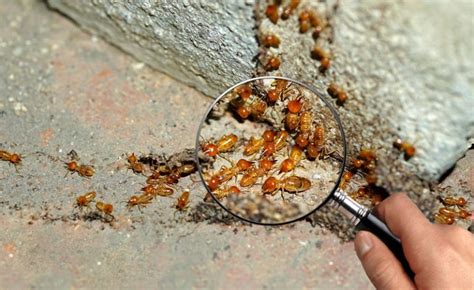 Termite Exterminator Talks Prevention Expert Pest Solutions