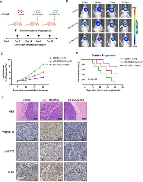 Silencing TMEM158 Impairs The Invasion Of GBM Cells In Vivo And