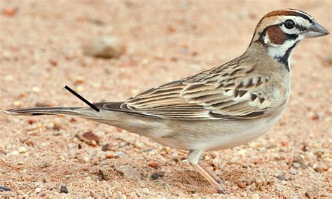 Uppertail Coverts All Birds Wiki Fandom