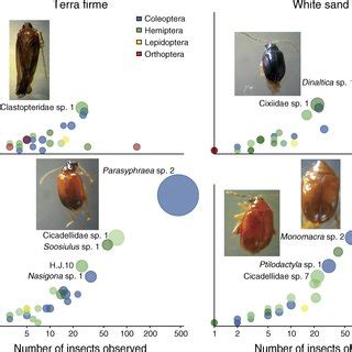 Insect herbivore faunas: insect morphospecies abundances,... | Download ...