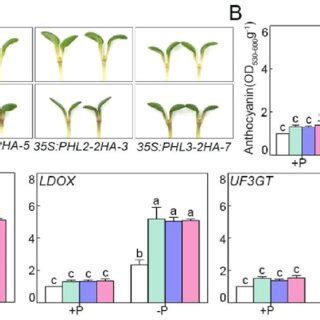 overexpression  phr phl  phl confered hypersensitive  p
