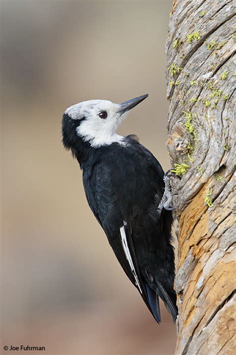 White Headed Woodpecker Joe Fuhrman Photography