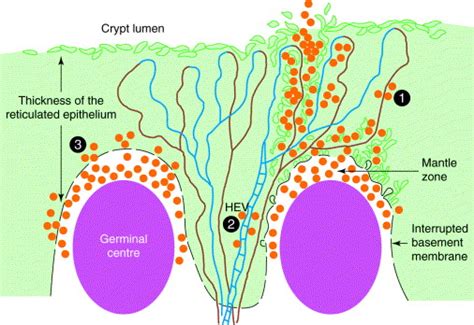 Immunology Of The Tonsils Immunology Today