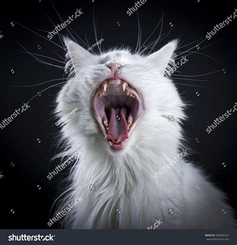 Yawning Solid White Maine Coon Cat Stock Photo 650869141 Shutterstock